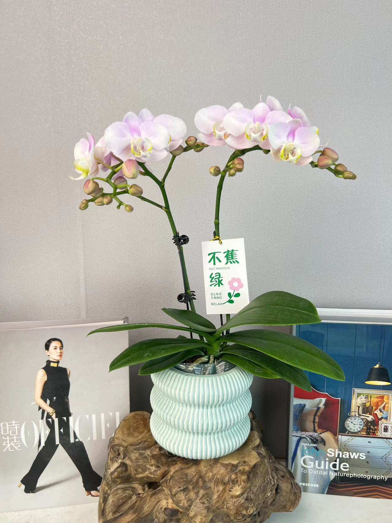 《天使》蝴蝶兰艺术组盆鲜花摆设高端花卉