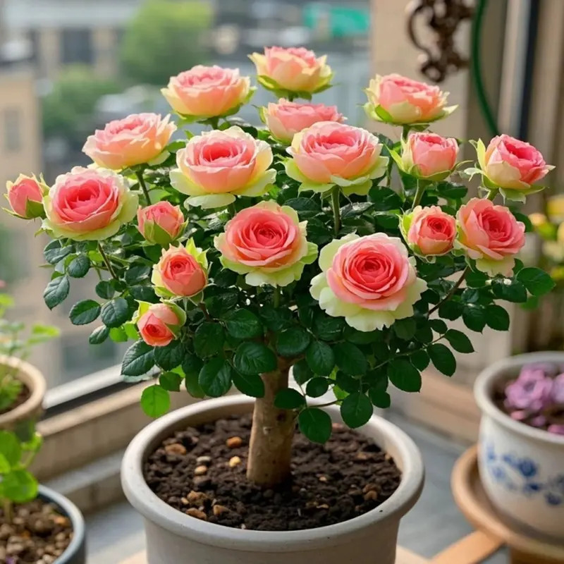 香水玫瑰花老桩苗四季开花耐寒植物盆栽大花浓香型