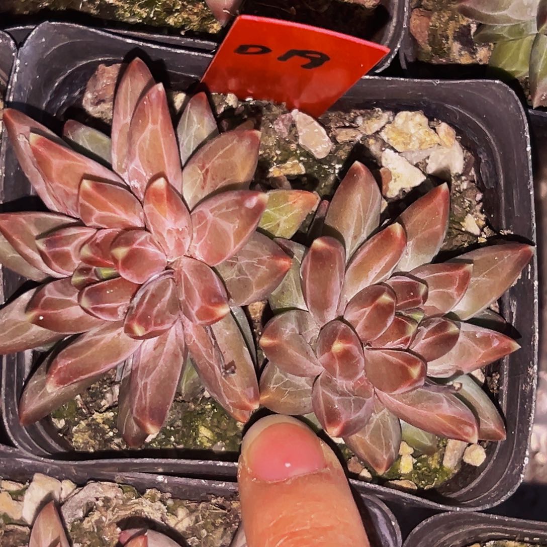 桔云多肉美人精品系列