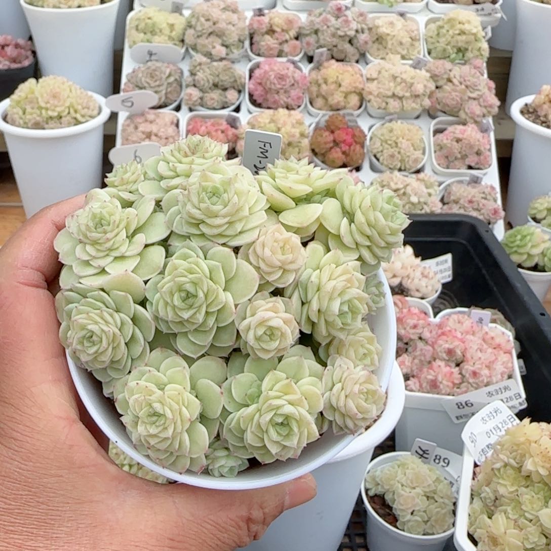 【闪购商品】0128-91（fm-202）