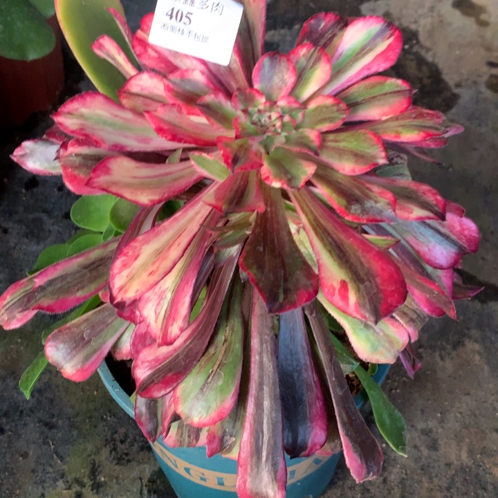 草***丁405铜花顺多肉植物特价