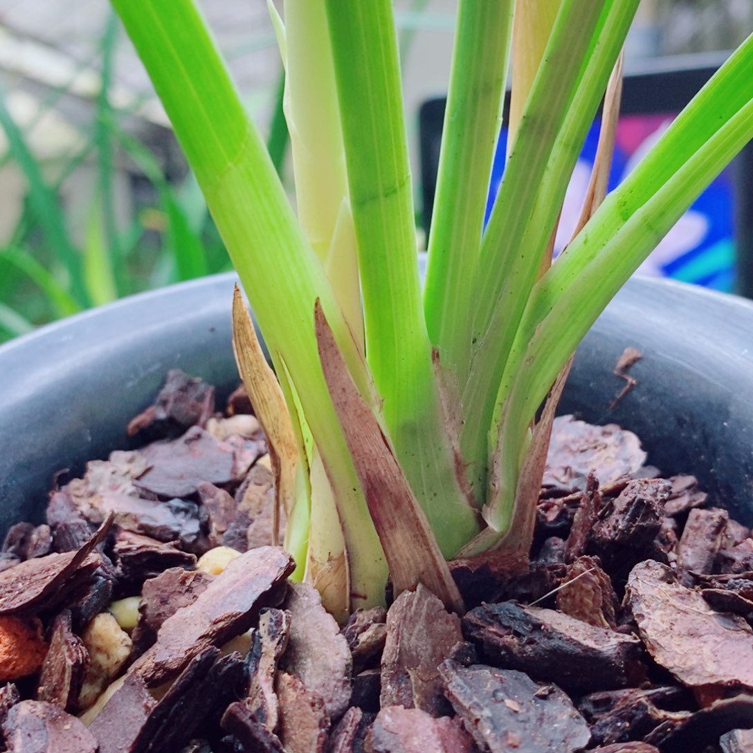 大部分花苞少量开放