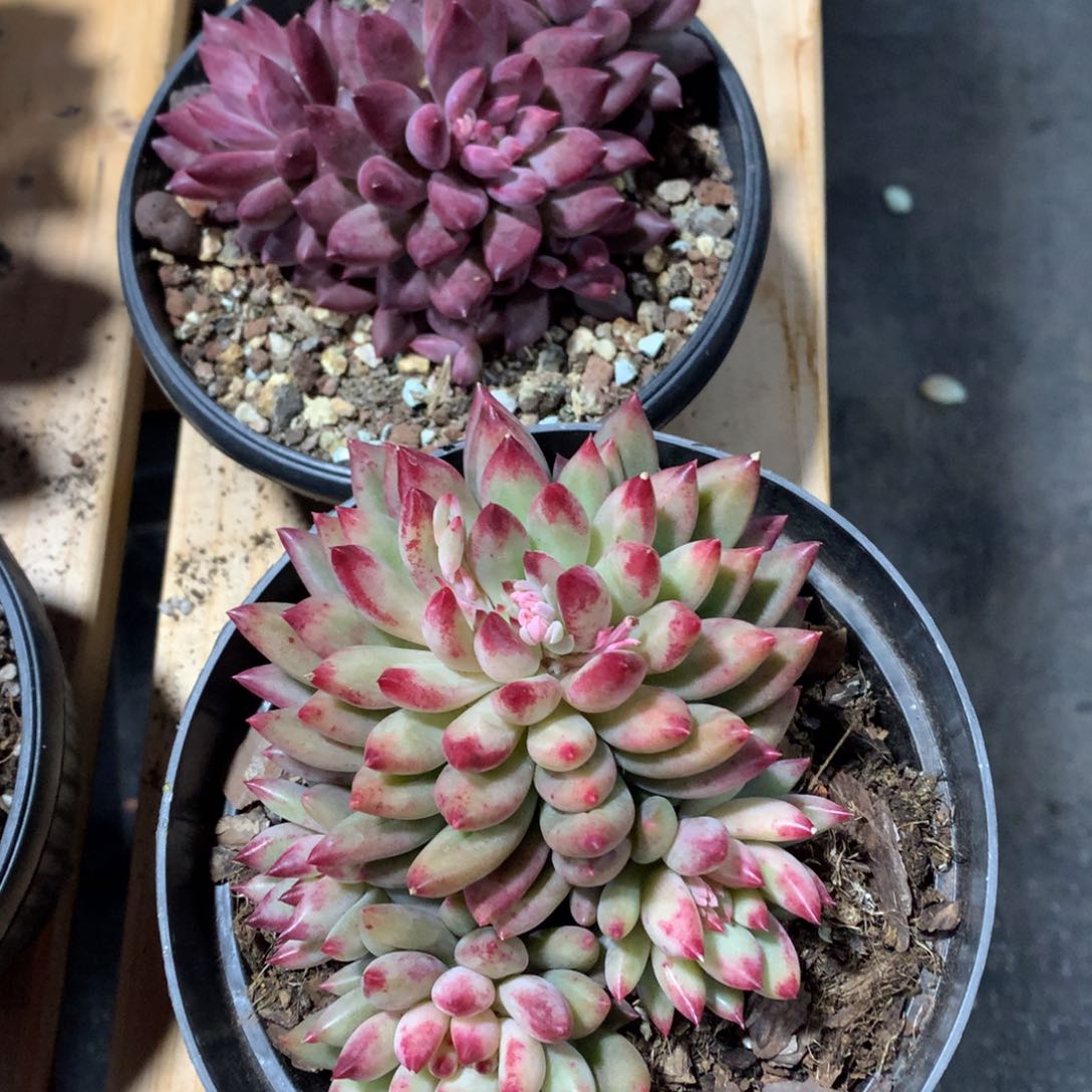 多肉植物多肉植物