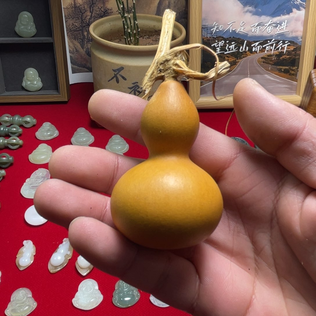 木头葫芦天然生长环境中的植物形态