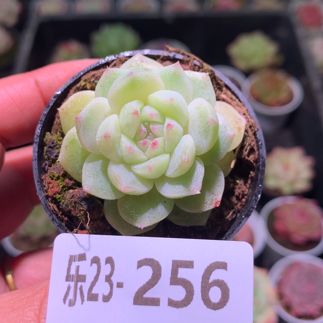 乐然23-256 新品单头 