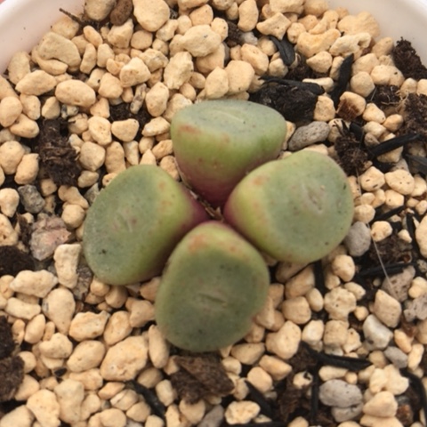 多肉肉锥 紫花毛饼