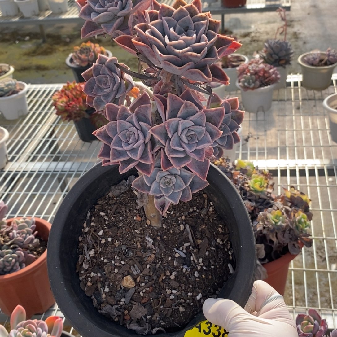 338哈利沃森一物一拍