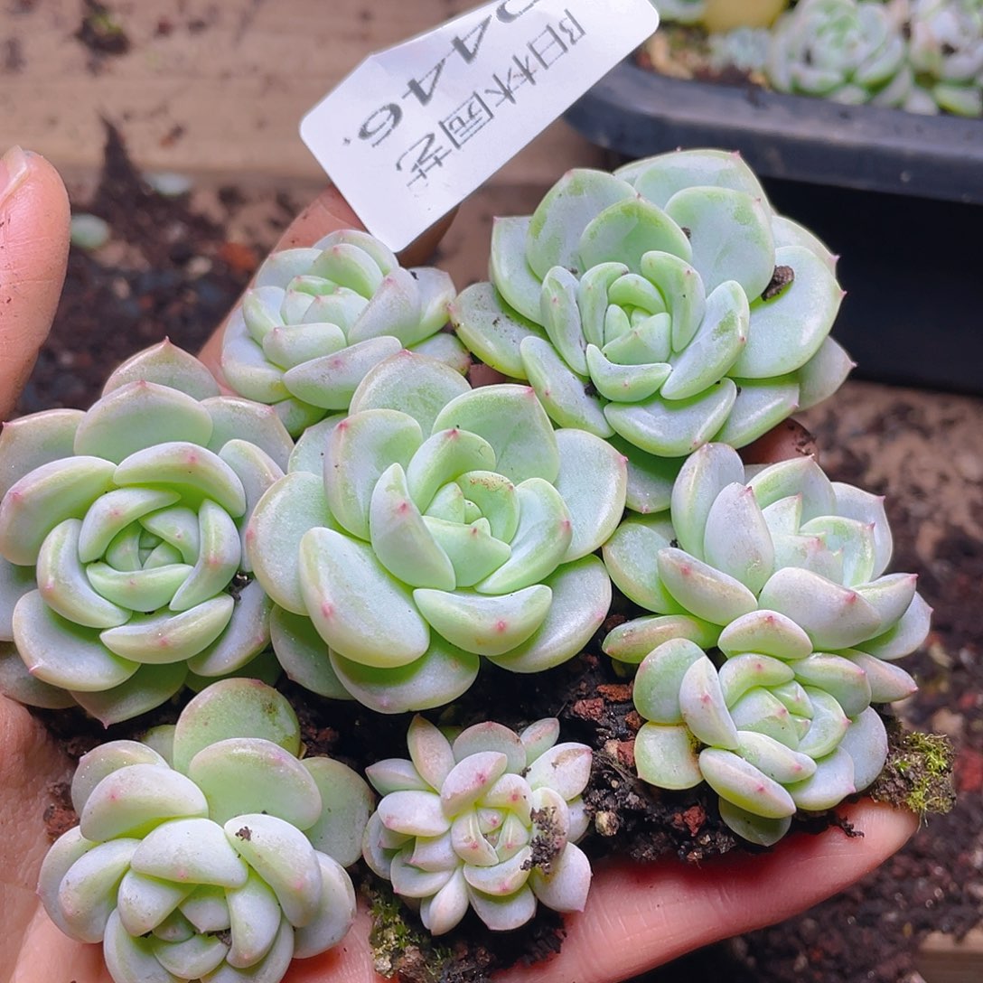 多肉植物多肉植物446