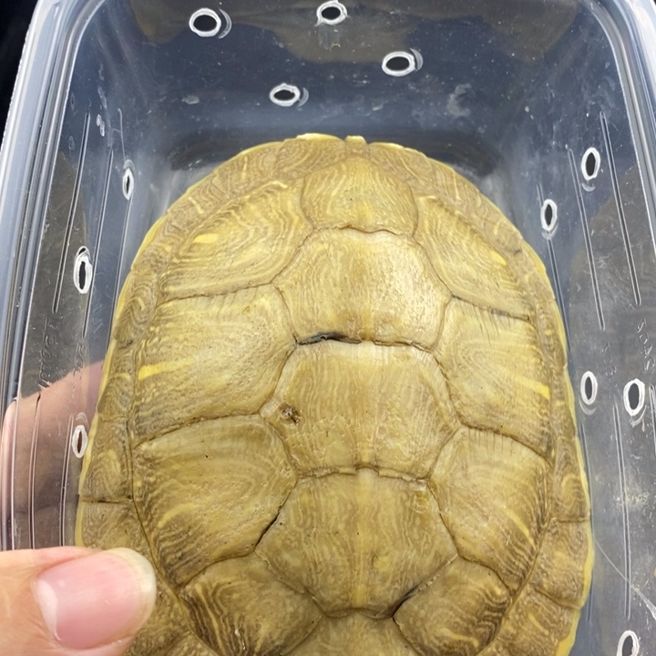 巴西彩龟母6666666