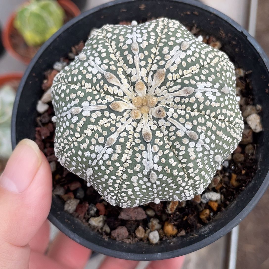 爱***斯仙人球实生奇迹兜