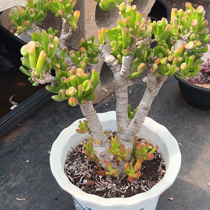 多肉植物，吸财树