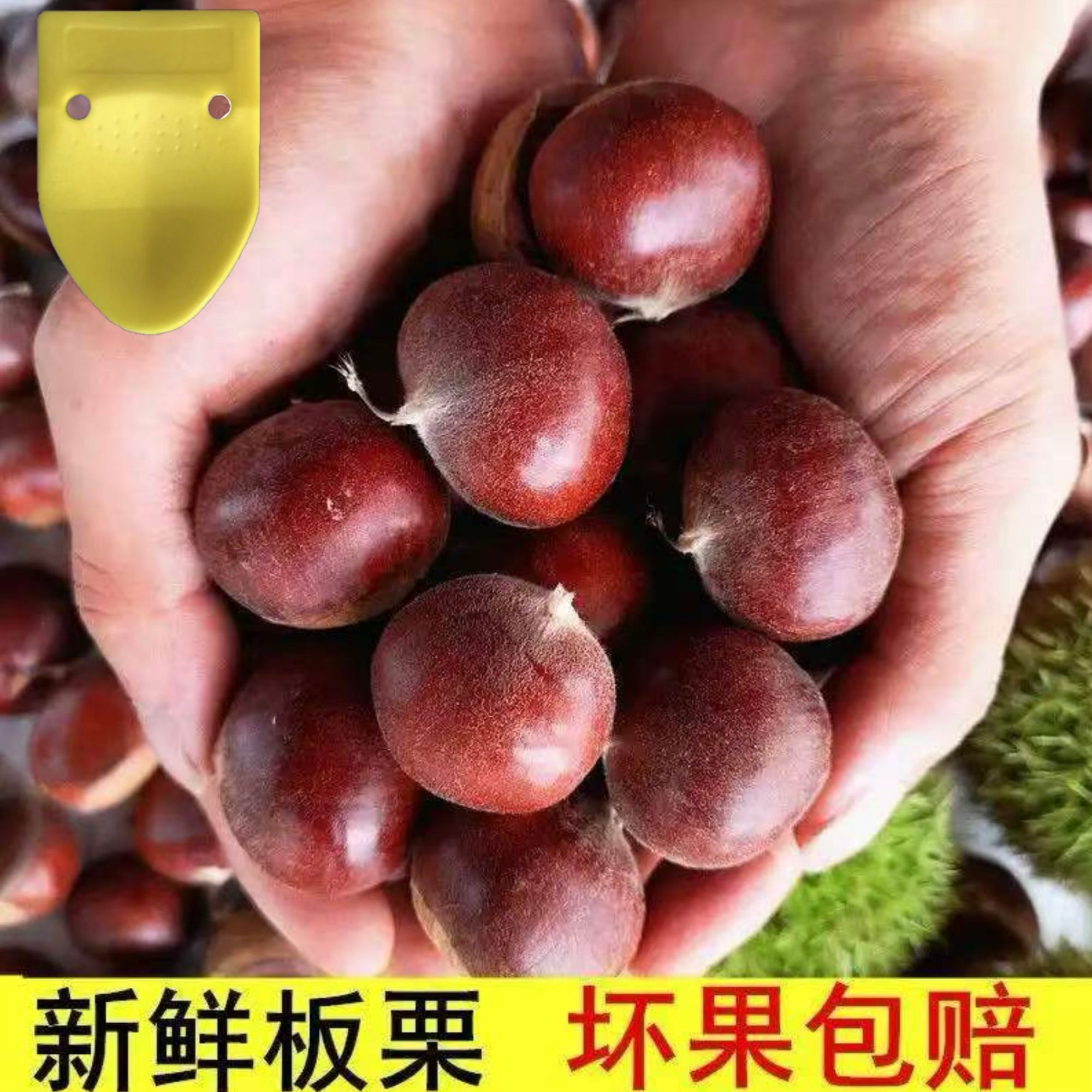 【买3斤送2斤】新鲜高山板栗清脆鲜香生栗子净重5斤X