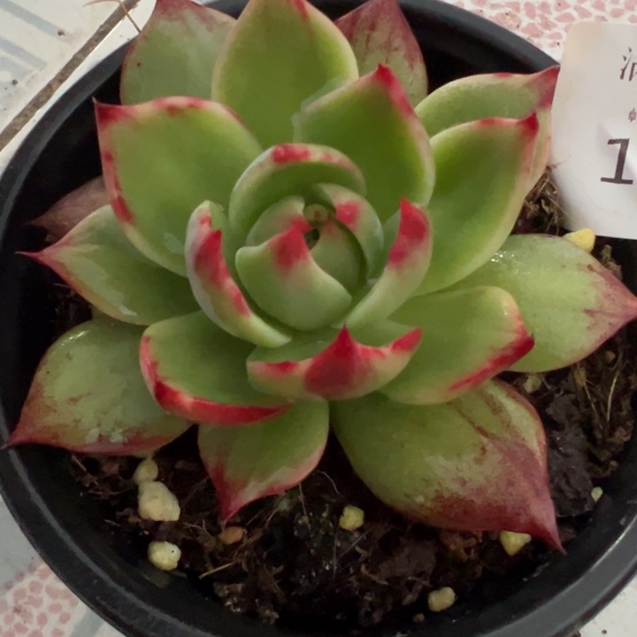 惊鸿仙子多肉植物1798