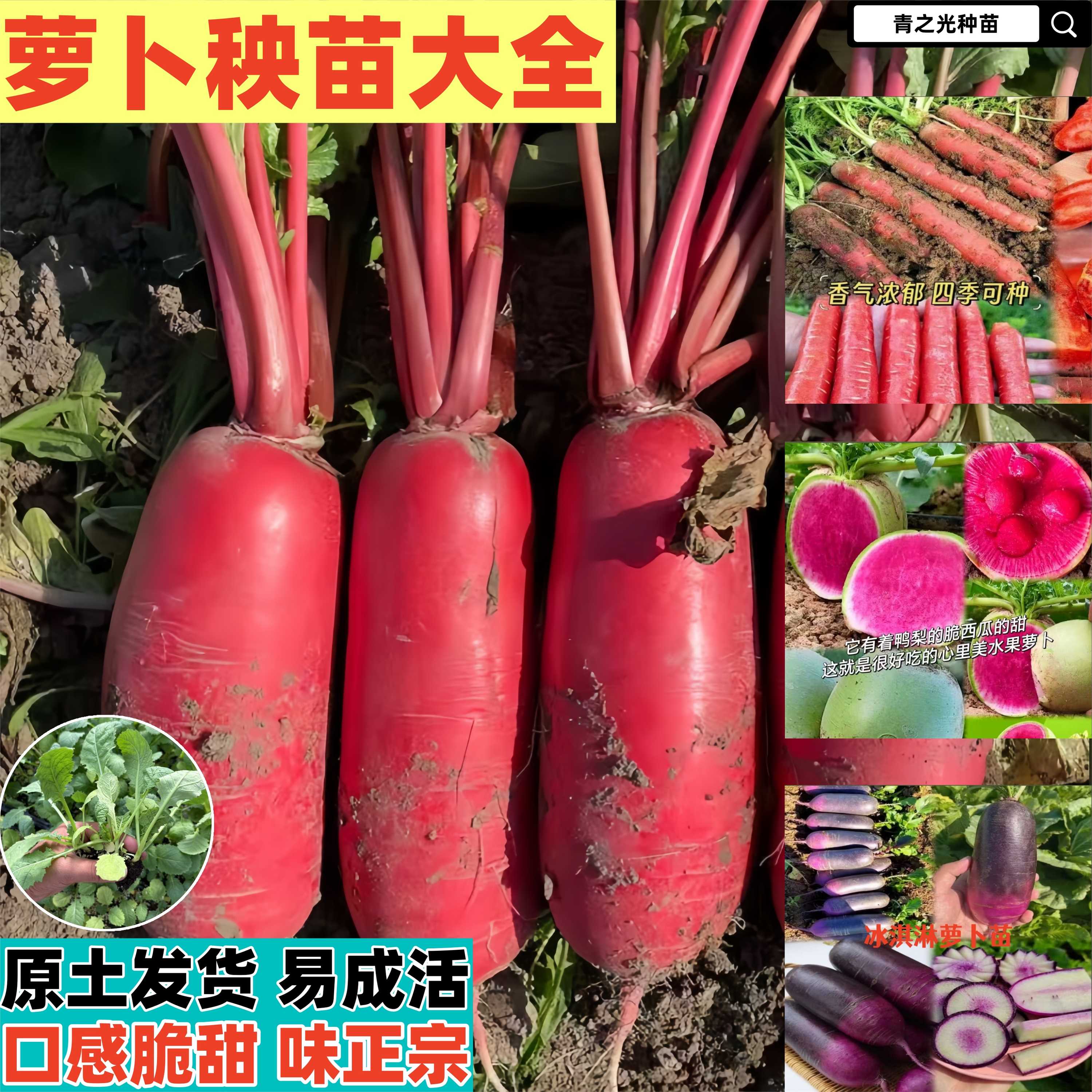 萝卜苗红皮萝卜苗心里美萝卜苗胡萝卜苗冰淇淋萝卜苗大头菜苗
