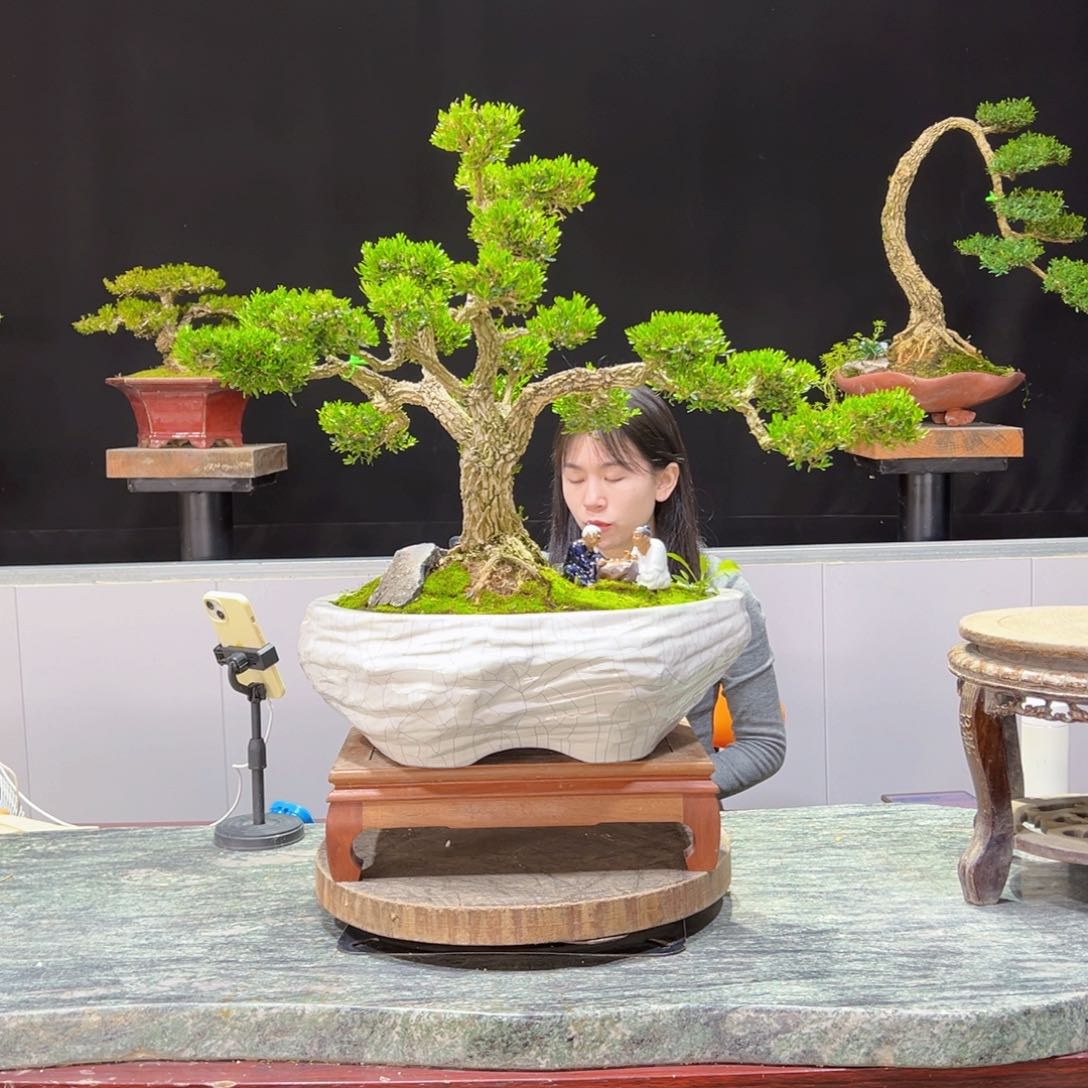 绿植黄杨盆景盆景