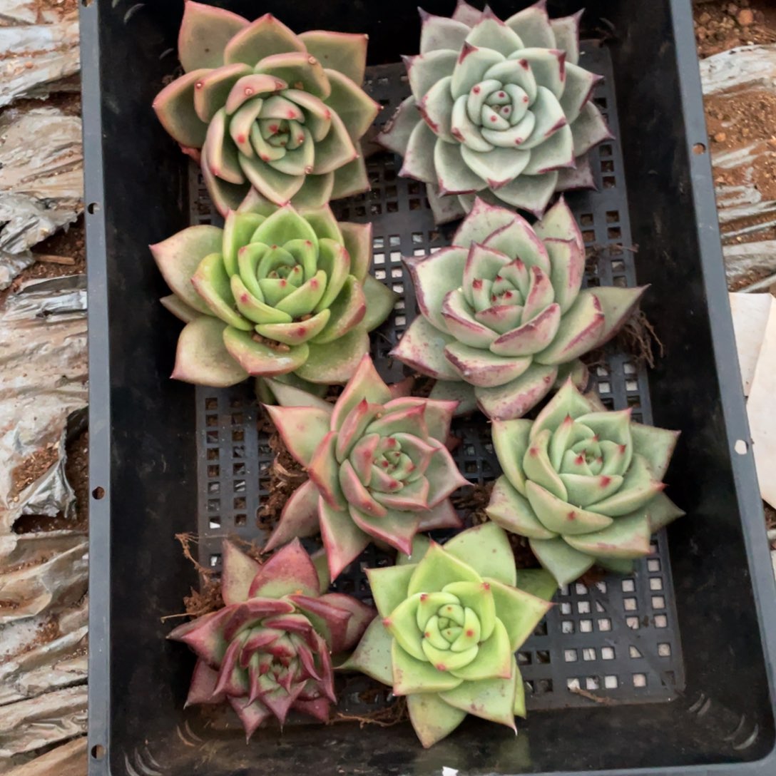 无花朵若如东云单拍B453