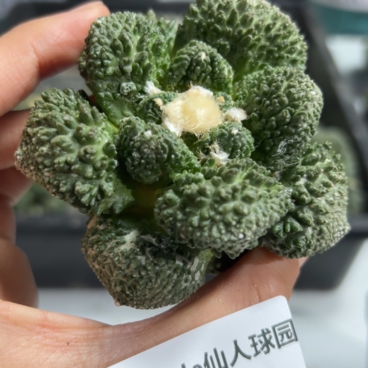 756 脱土带根发货