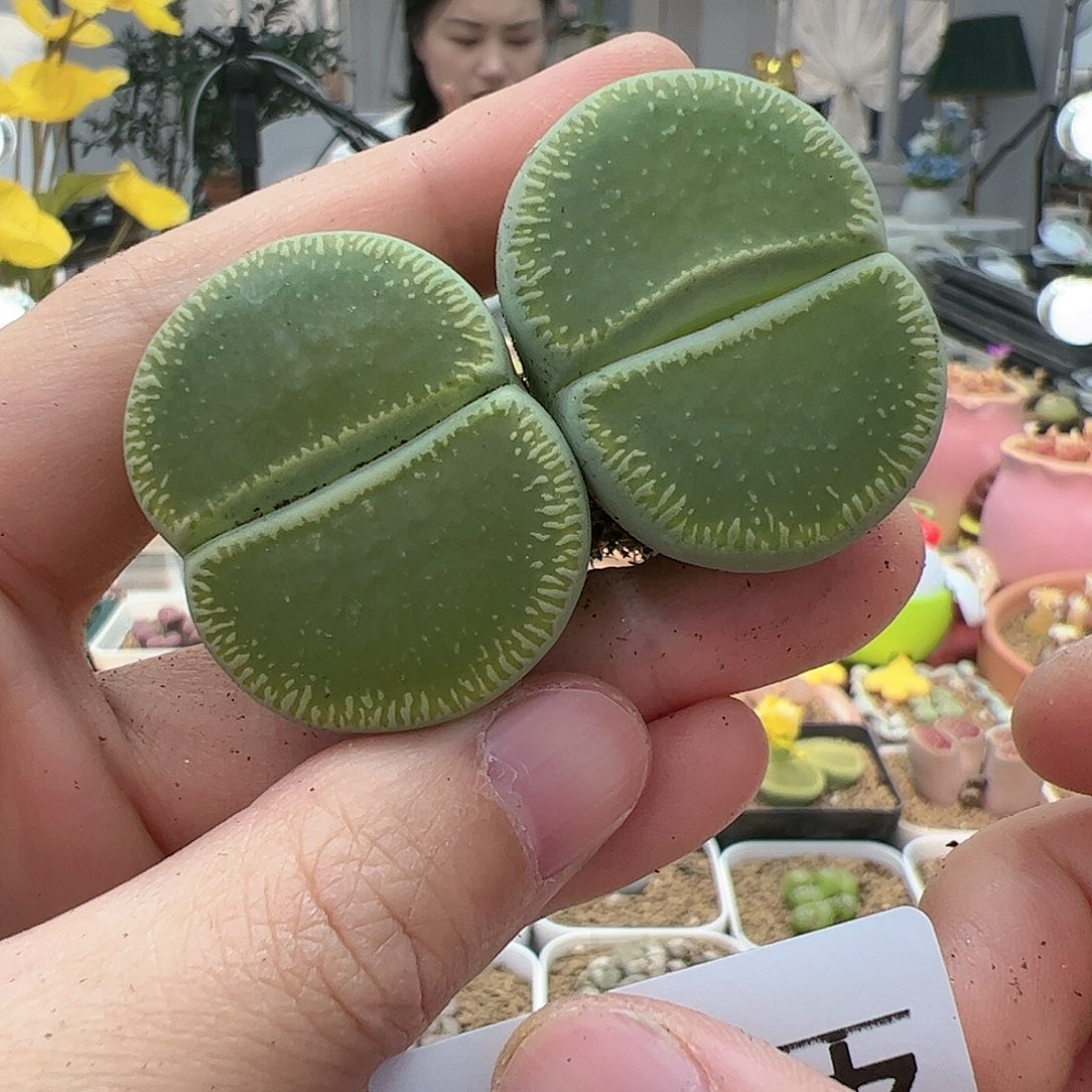 【闪购商品】42 开播福利