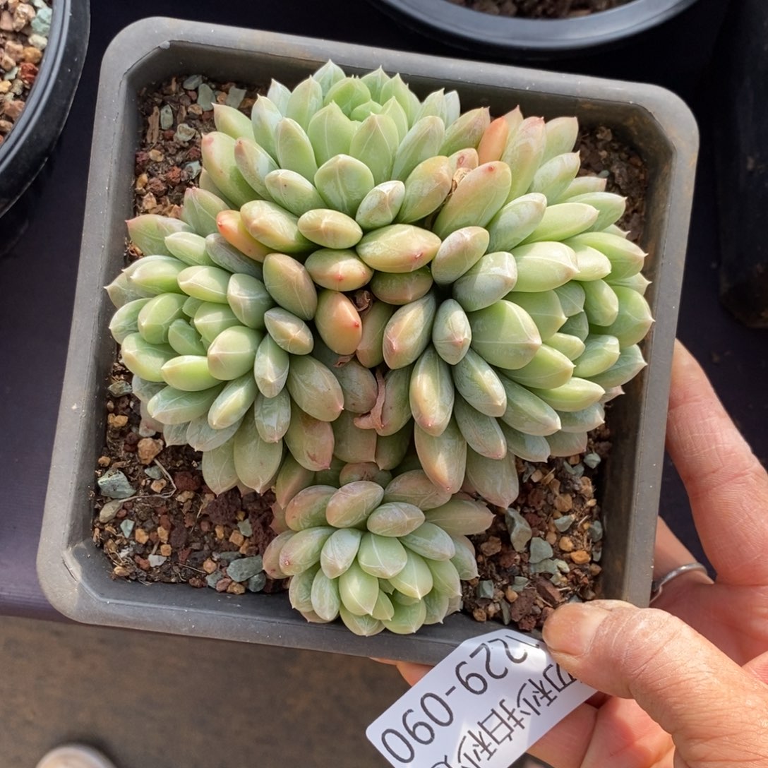 两单包邮1229-90百搭翡翠