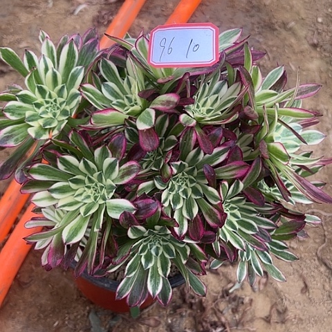 多肉植物天和96号