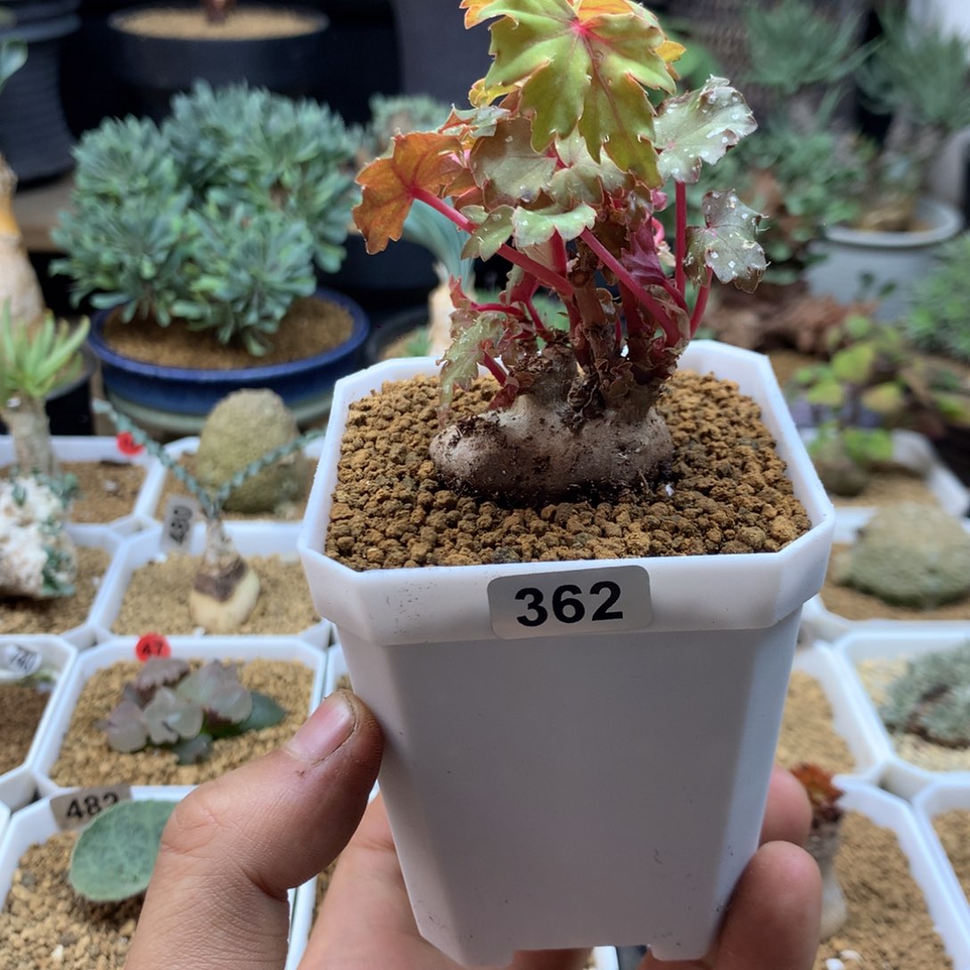 块根秋海棠带盆多肉362