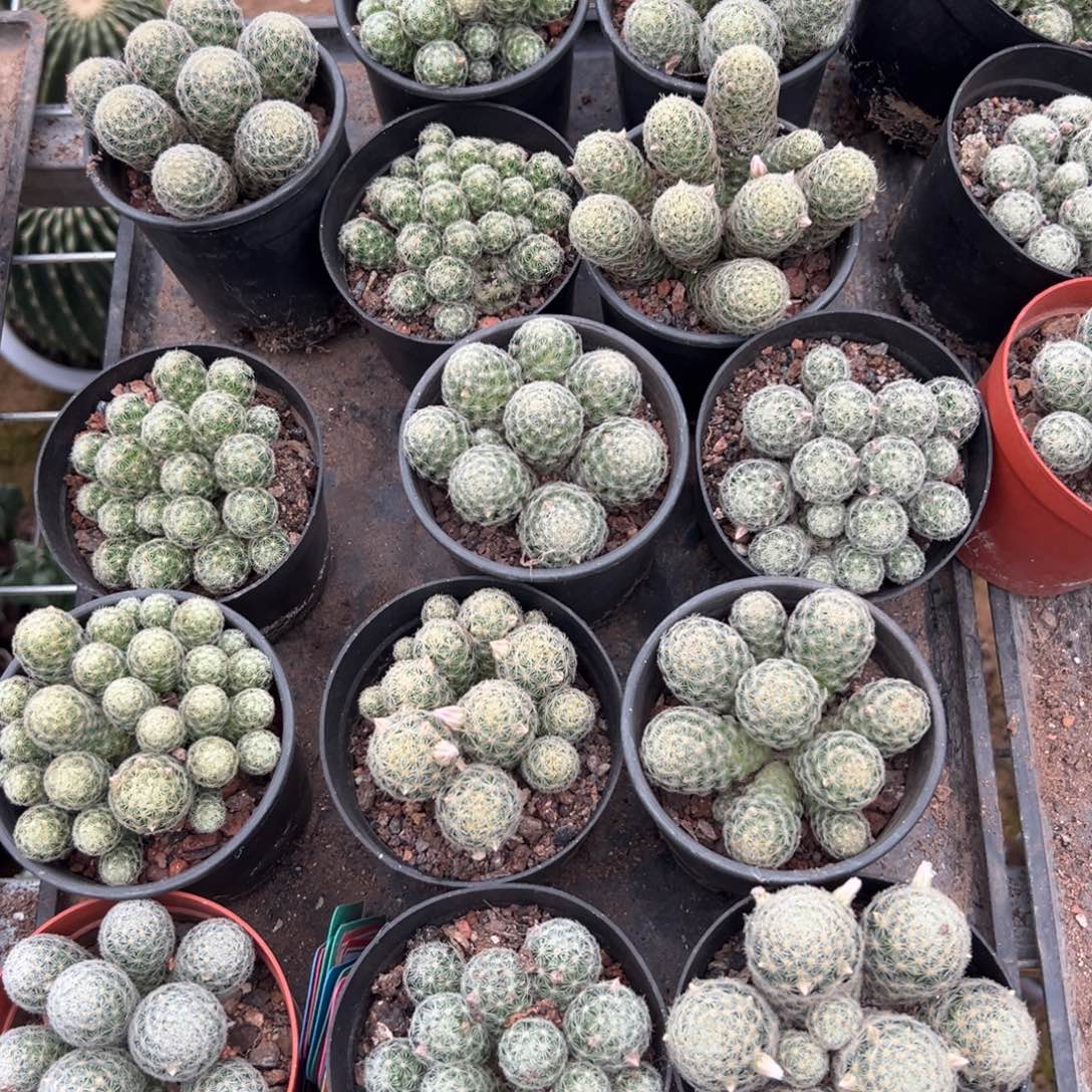 吉赛尔随机一颗。   