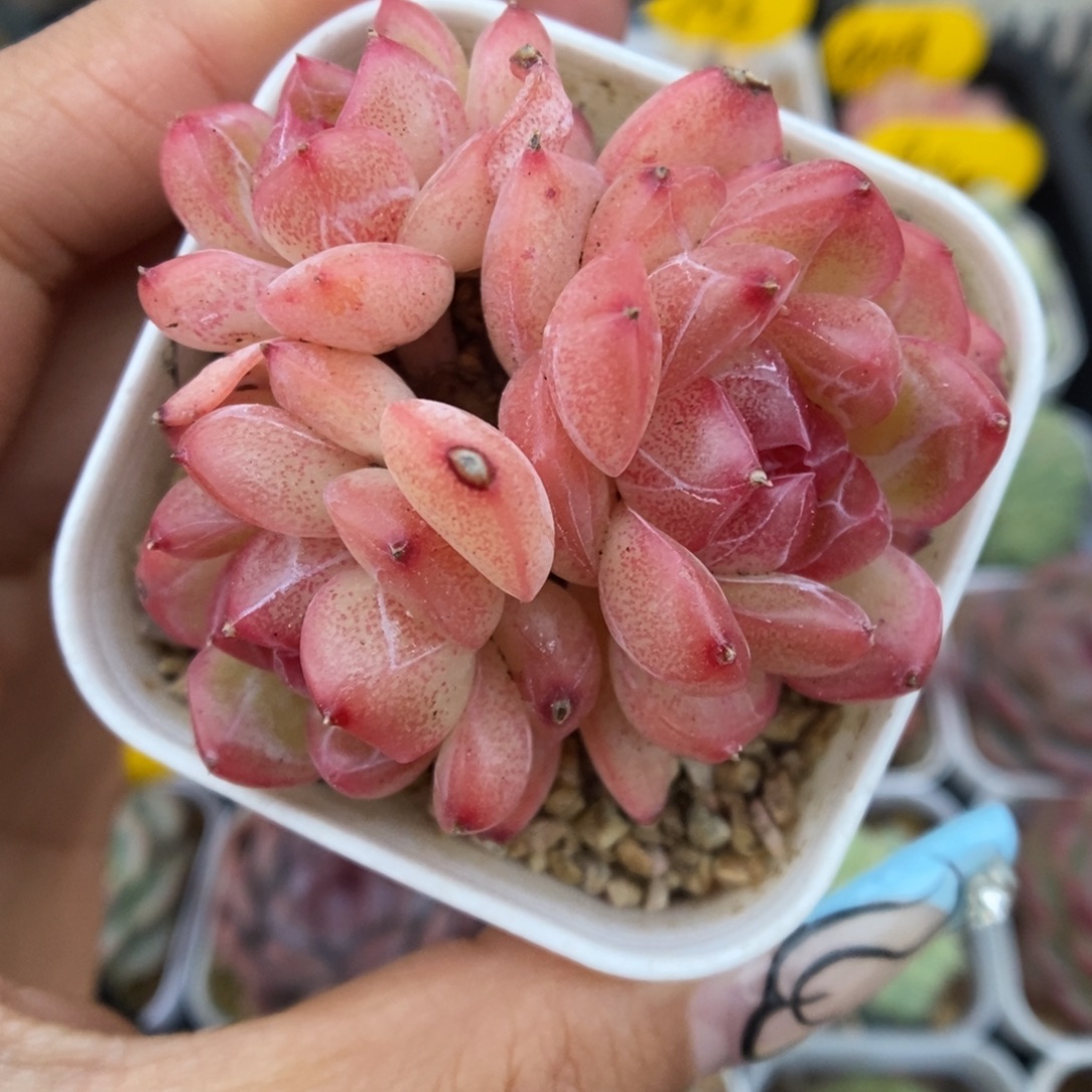琴心群生可拍858号。 