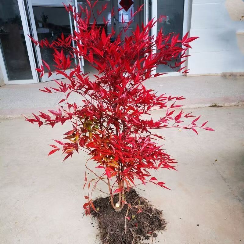火焰南天竹盆栽树苗室内外可养冬季红叶夏季绿叶观叶植物