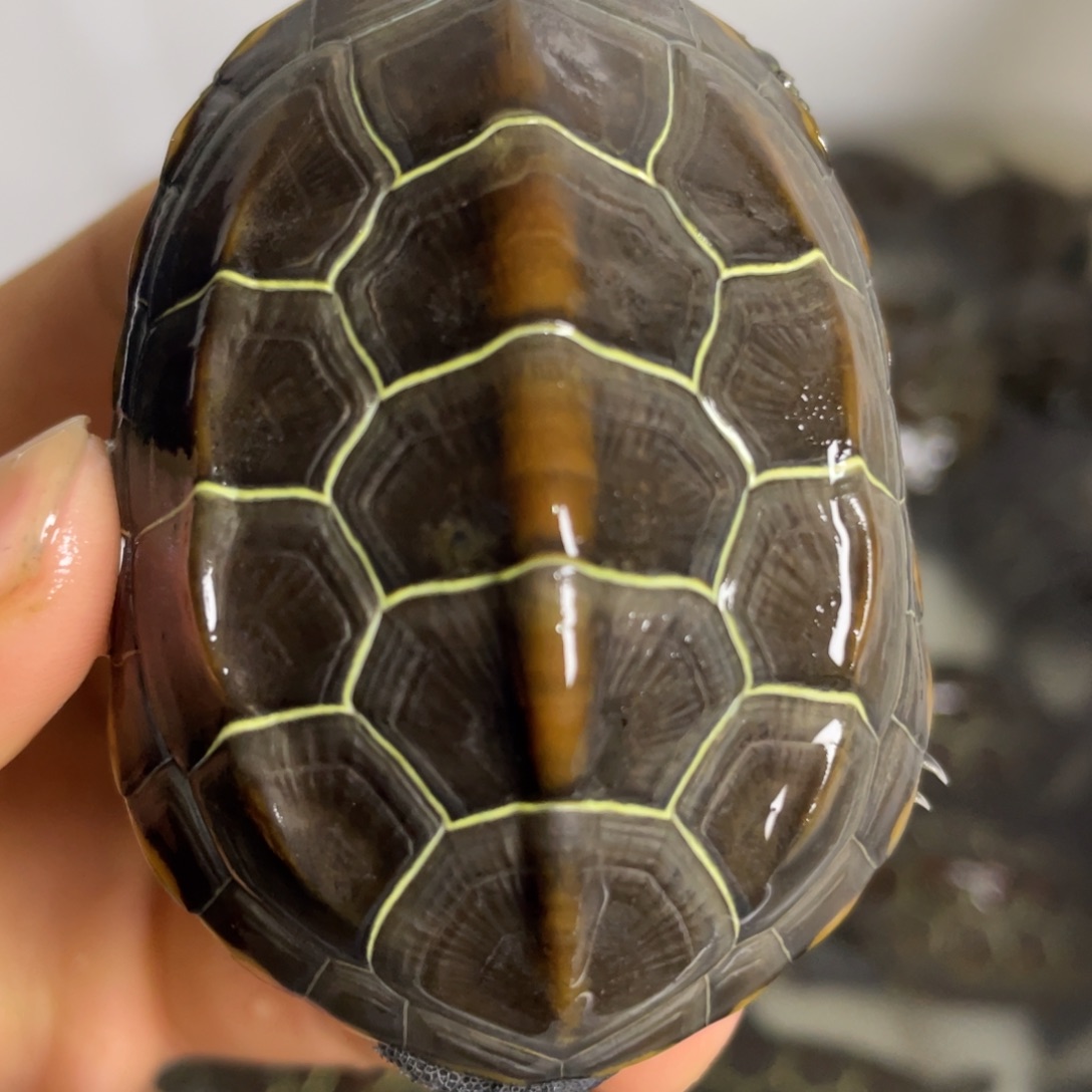 苏北金线冷水草龟