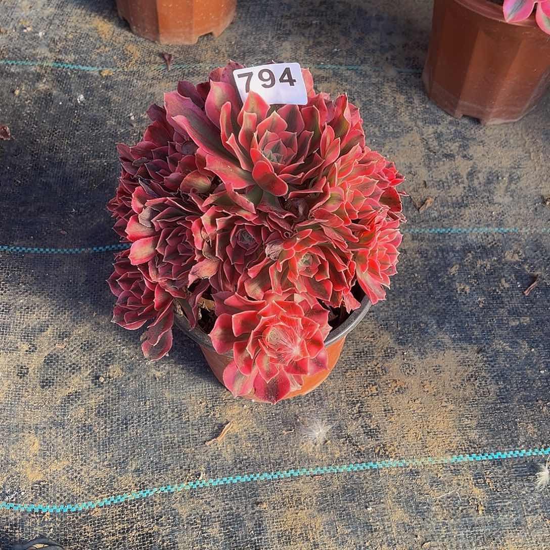 冰*多肉植物一物一拍794