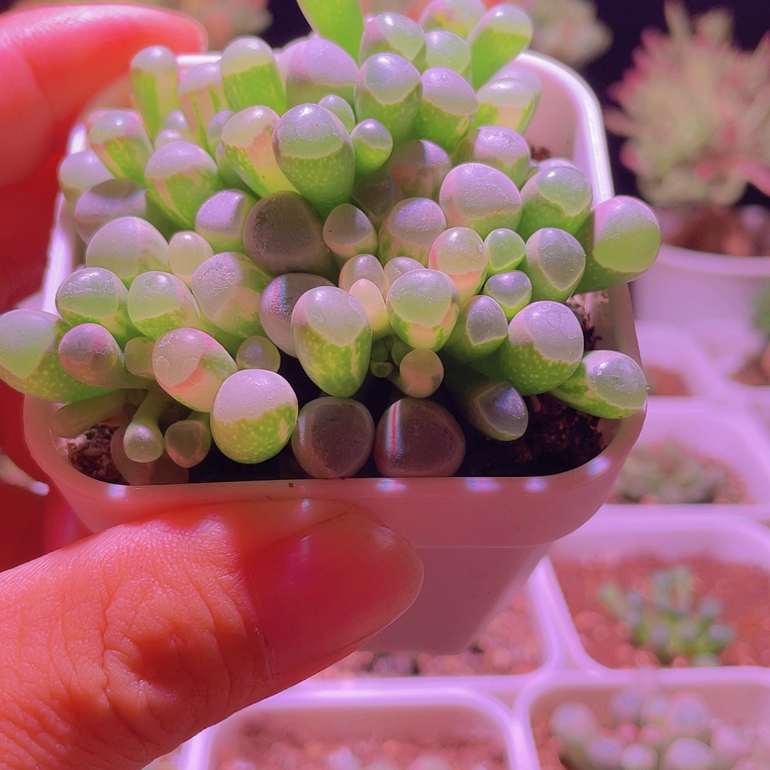 五十玲玉锦特价满盆