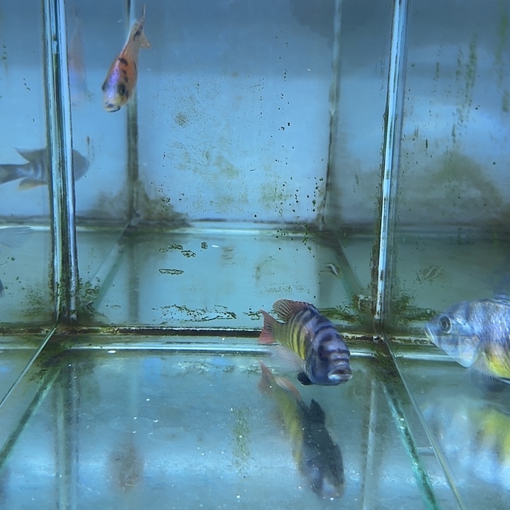 不***～慈鲷鱼31号111111111