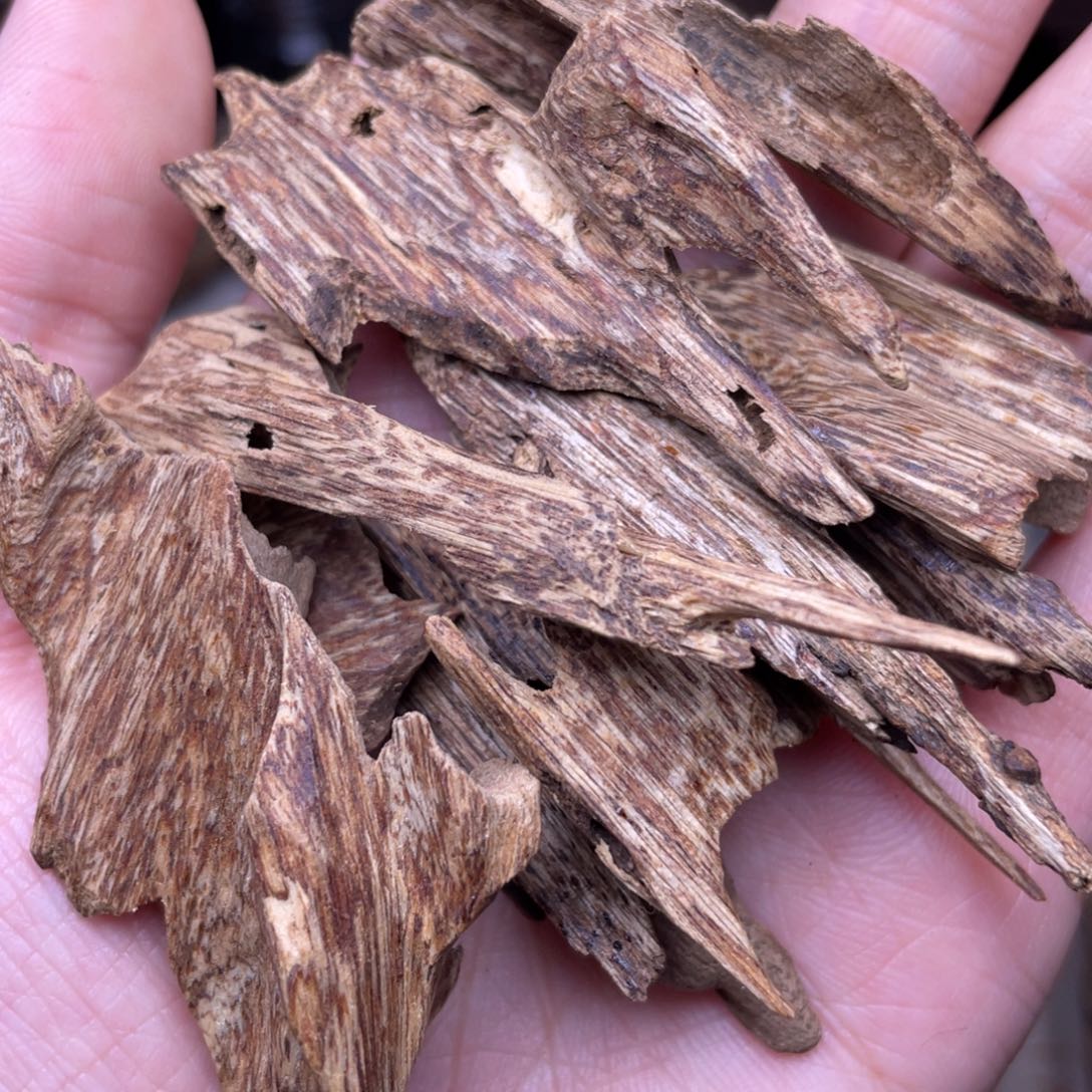 香榧木海南尖峰岭虫漏12克