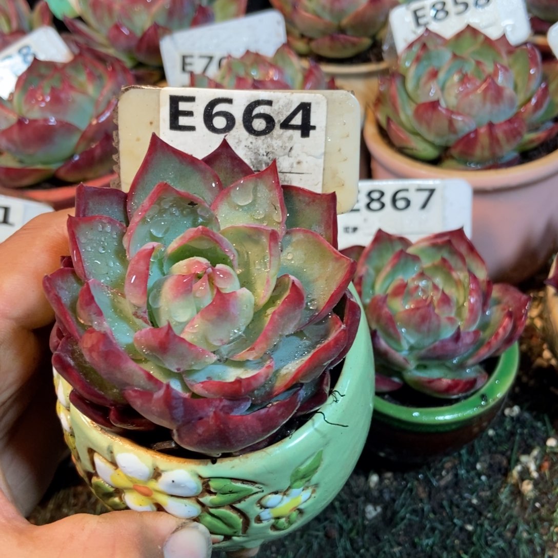 惊鸿一瞥664号楼多肉