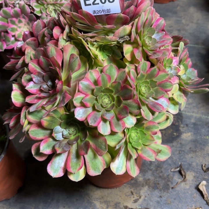 瑞妈，，。。。。。。。208雨荷，