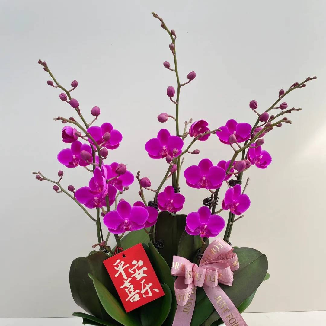 蝴蝶兰【满天红】蝴蝶兰盆栽云南基地直发中通
