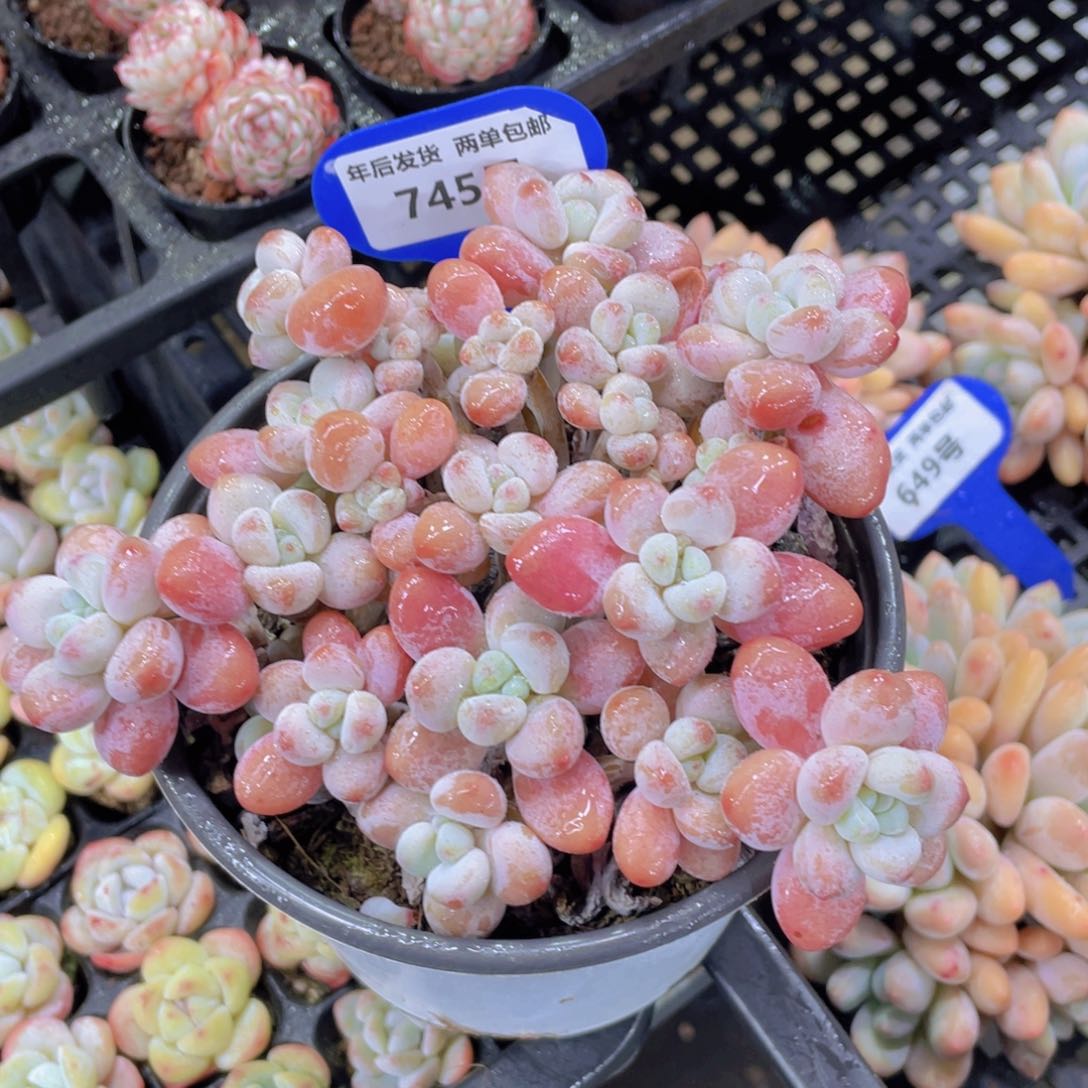 745号老桩母本大洛神群一个