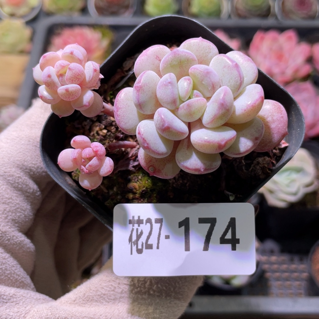 花利美27-174珍珠豆