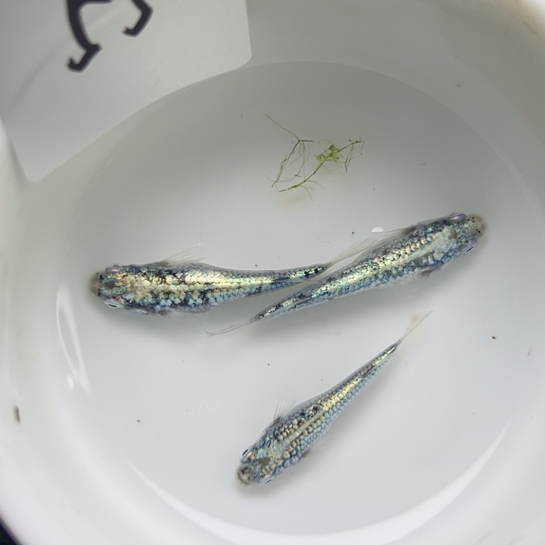 青鳉鱼55。       