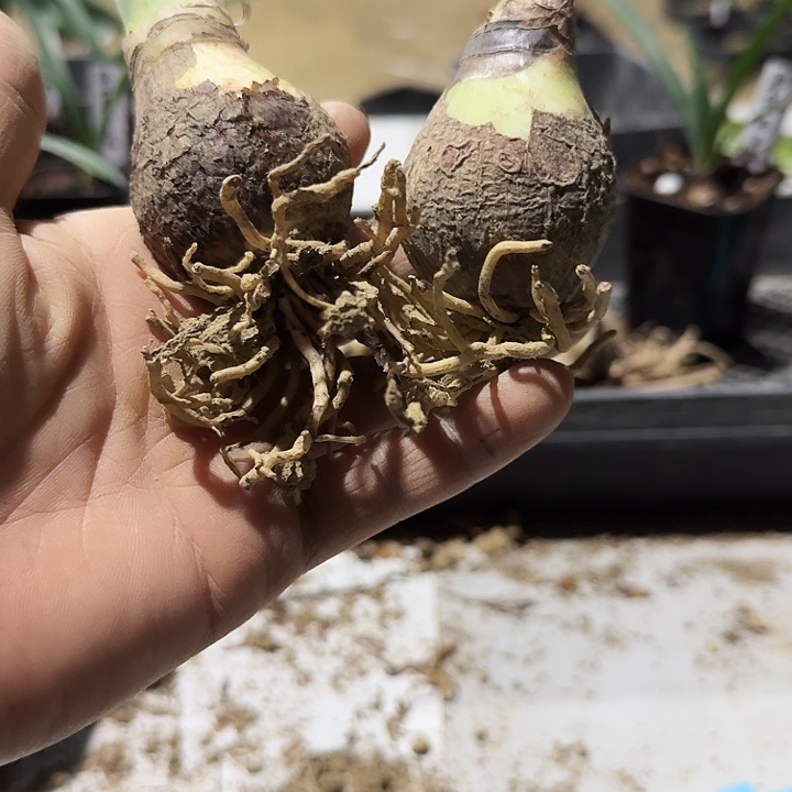 神秘天堂朱顶红一棵4左右