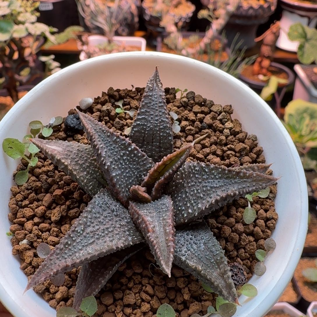 黑王寿693 仙人掌