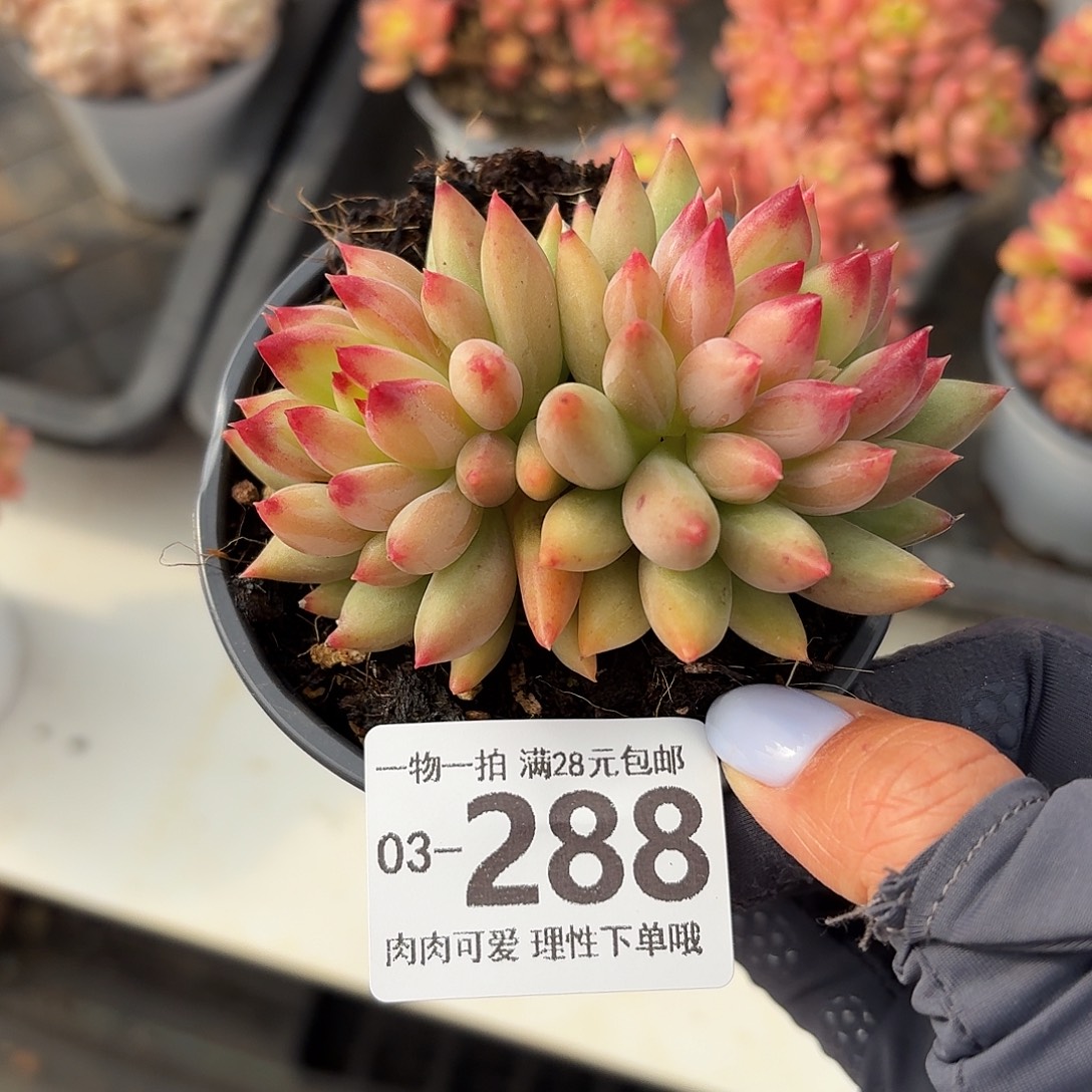 虞美人无盆土发货无盆