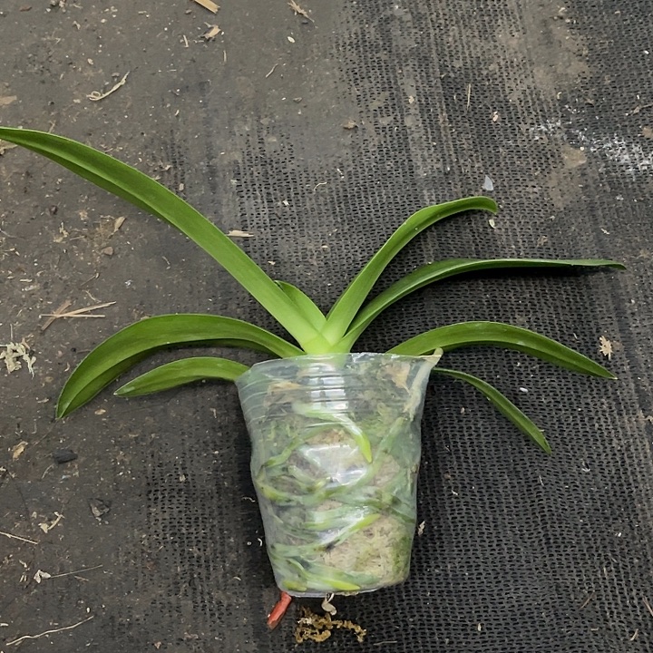 当前无花栽培后可以开花美琪红猫2.8