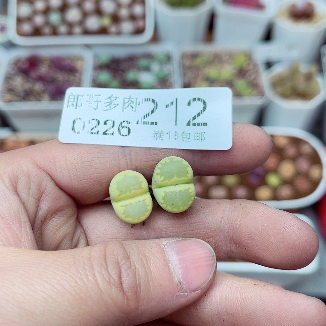 郎哥多少生石花26-212南