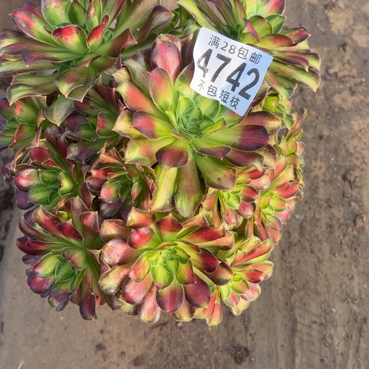 韶华多肉植物法师4742