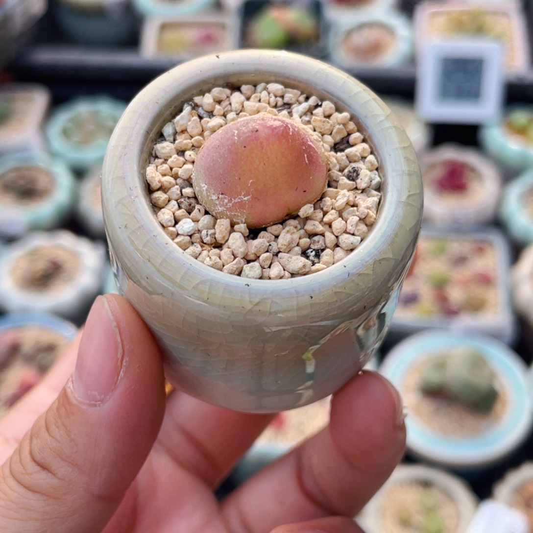 2849--一物一拍 带盆