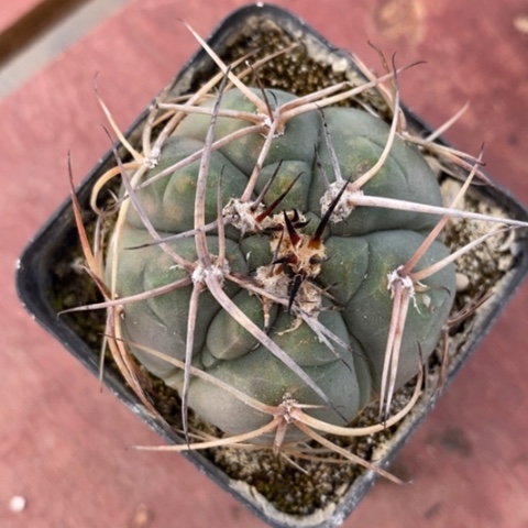 实生光琳玉4仙人球