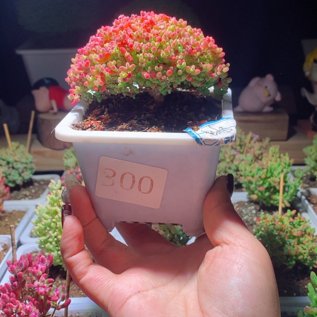 蜜橘造型带盆土发货一物一拍