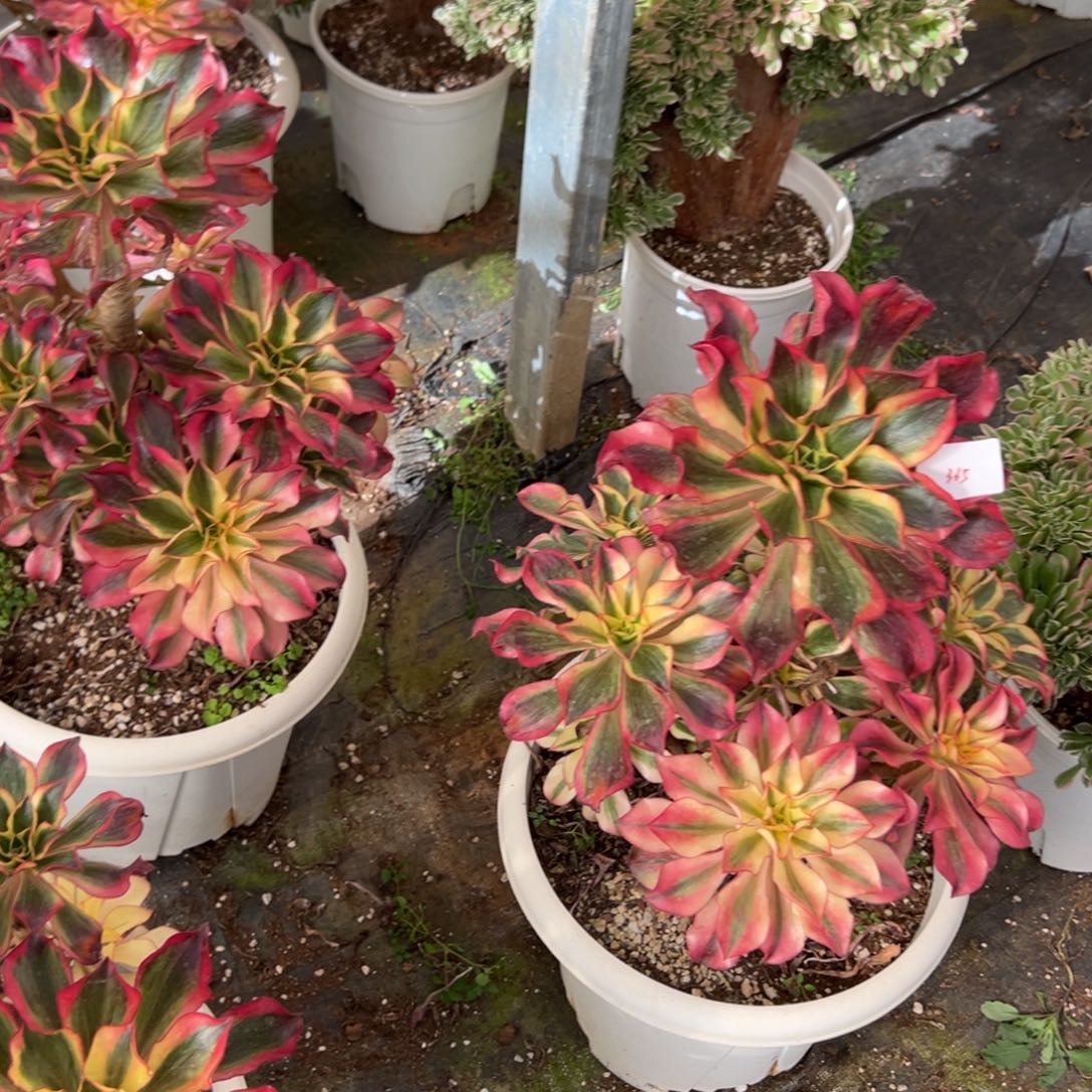 猪***6335魅影多头多肉多肉多肉多肉