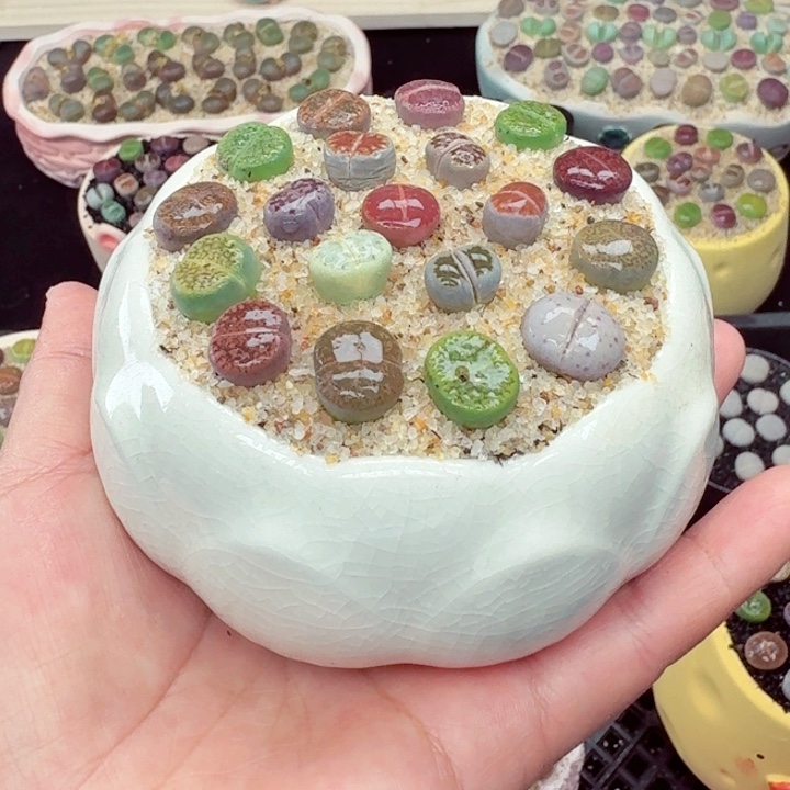 915零下地区记得拍保温箱